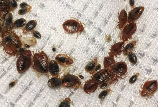 A group of bed bugs in the mattress